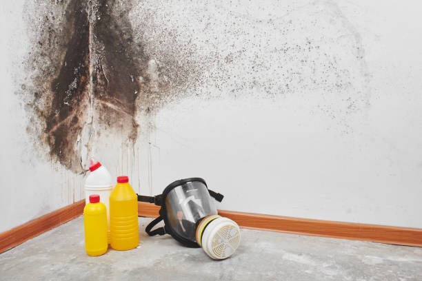 Best Home Mold Removal  in Glencoe, IL
