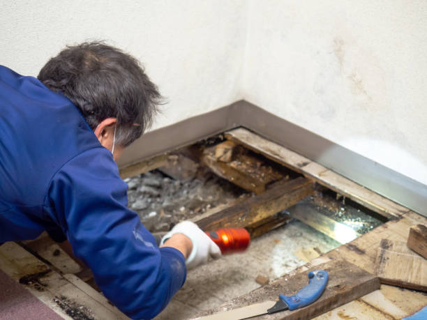 Best Mold Inspection  in Glencoe, IL