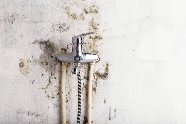 Best Commercial Mold Removal  in Glencoe, IL