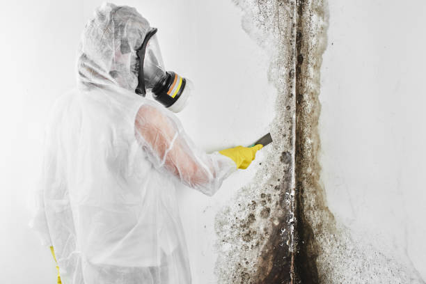 Mold Testing and Removal in Glencoe, IL
