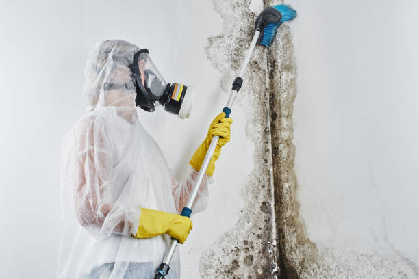 Attic Mold Removal in Glencoe, IL