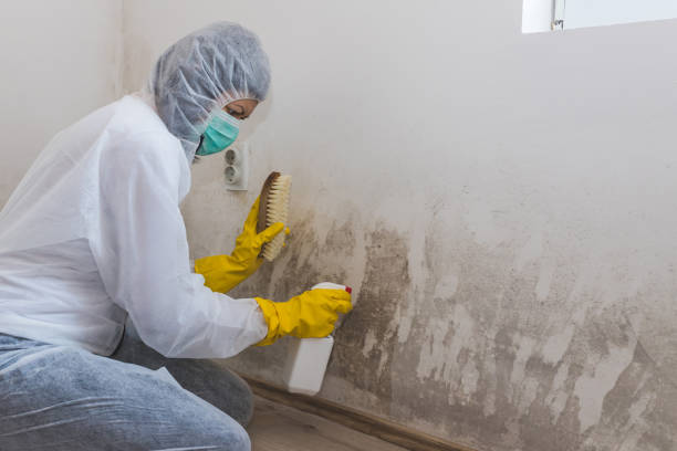 Best Toxic Mold Removal  in Glencoe, IL