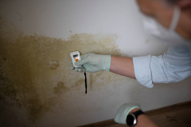 Best Mold Cleaning Services  in Glencoe, IL