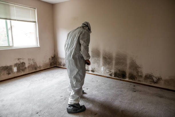 Best Certified Mold Removal  in Glencoe, IL