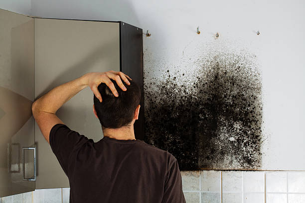Certified Mold Removal in Glencoe, IL
