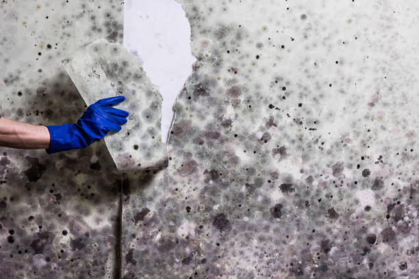 Best Crawl Space Mold Removal  in Glencoe, IL